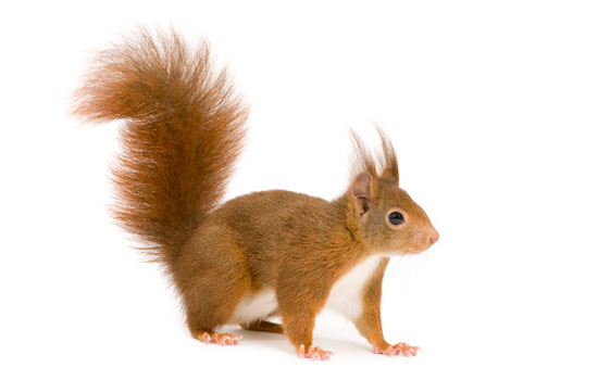 gingernutplaceholder